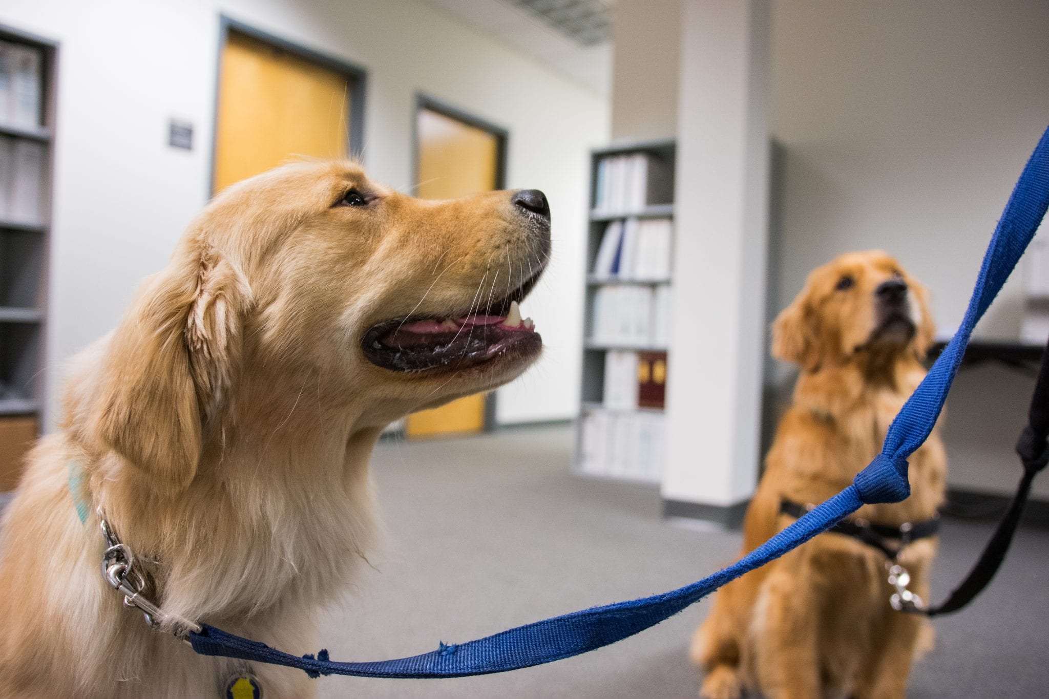 college-of-sciences-newsdirector-s-therapy-dogs-provide-comfort-in