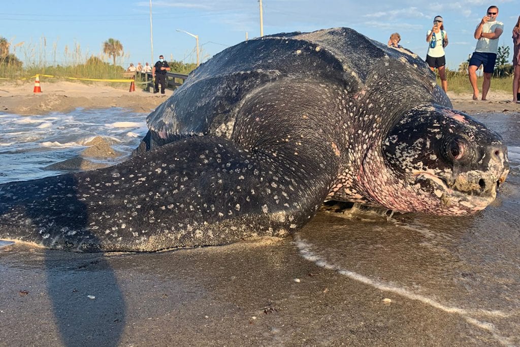 Sea turtle outlet giant