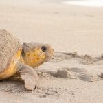 A sea turtle crawling on a sandy beach, with its body partly covered by sand.
