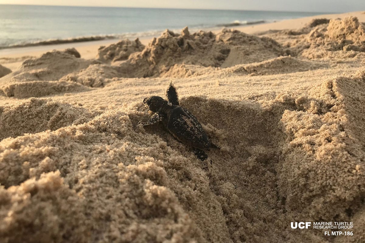 College Of Sciences NewsSea Turtle Nesting Season Winds Down On A High ...