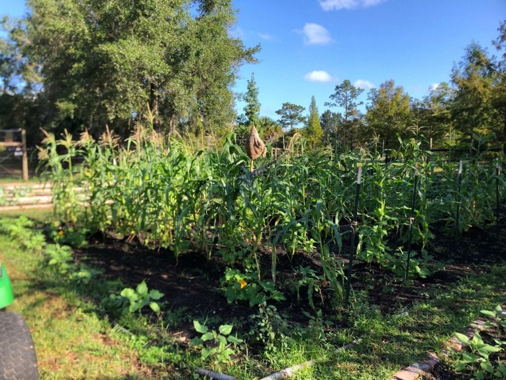 - Farming with Traditional Companion Planting - College of Sciences ...