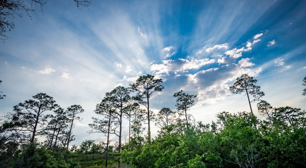 The Conservancy, UCF Coastal Join Forces To Study Protected Lands - College of Sciences News
