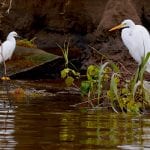 Two great egrets standing by a waterbody, one perched on a branch, the other on the shore amid green vegetation.