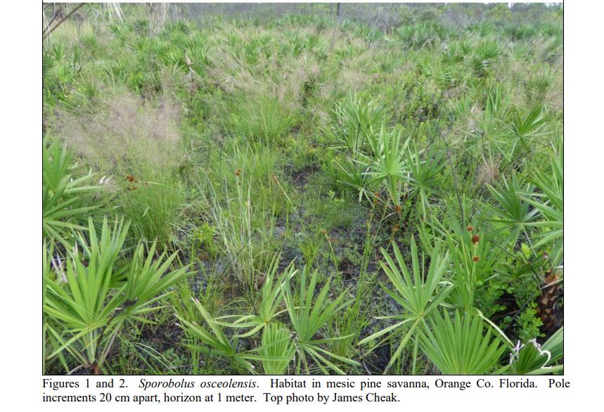 College of Sciences NewsControlled Arboretum Burns Lead to Discovery of