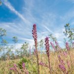Purple wildflowers in focus with a blurred background of pine trees and a blue sky streaked with wispy clouds.