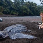 A researcher measures a leatherback sea turtle on a sandy beach.