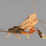 Close-up of a parasitic wasp with transparent wings, long antennae, and segmented legs against a plain gray background.