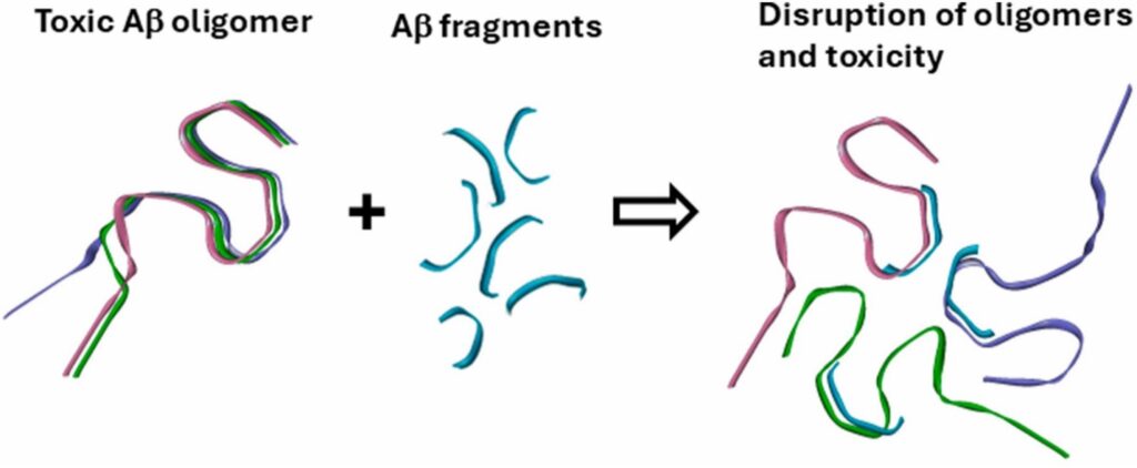 Diagram showing toxic Aβ oligomer structure, addition of Aβ fragments, and resulting disruption of oligomers and toxicity.