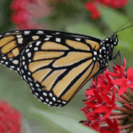 A monarch butterfly with orange, black, and white wings rests on a cluster of red flowers, surrounded by green foliage.