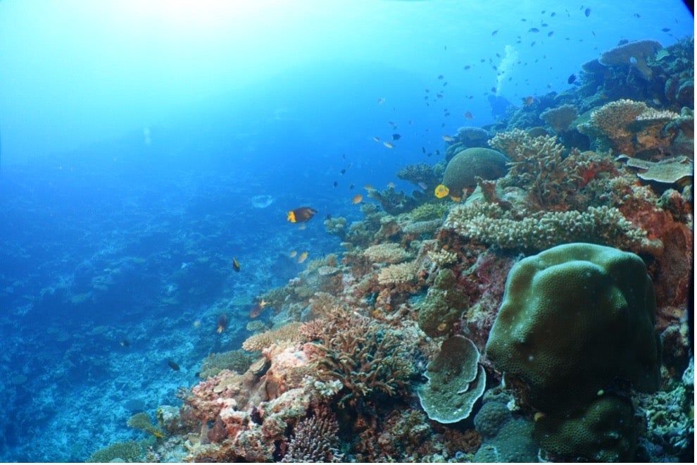 A coral reef underwater with various corals and small fish swimming around, set against a backdrop of blue ocean water.