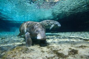 underwater view of manatees