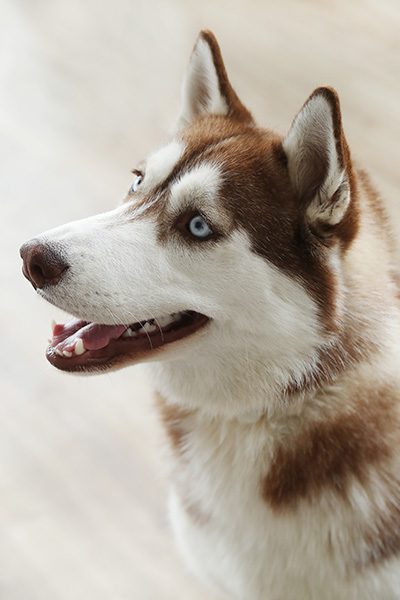 Adult husky dog