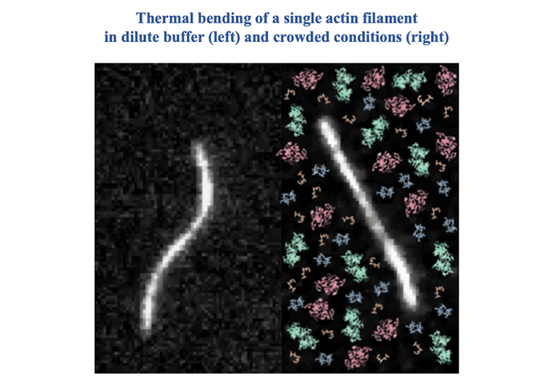 Thermal bending of a single actin filament