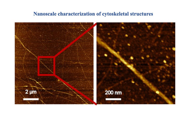 Nanoscale characterization of cytoskeletal structures