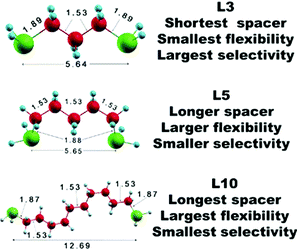 L3 L5 L10 spacer flexibility selectivity