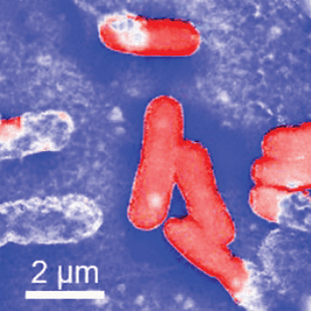 Colored scanning electron microscope image showing rod-shaped bacteria in red against a blue background, with a scale bar indicating 2 micrometers for size reference.