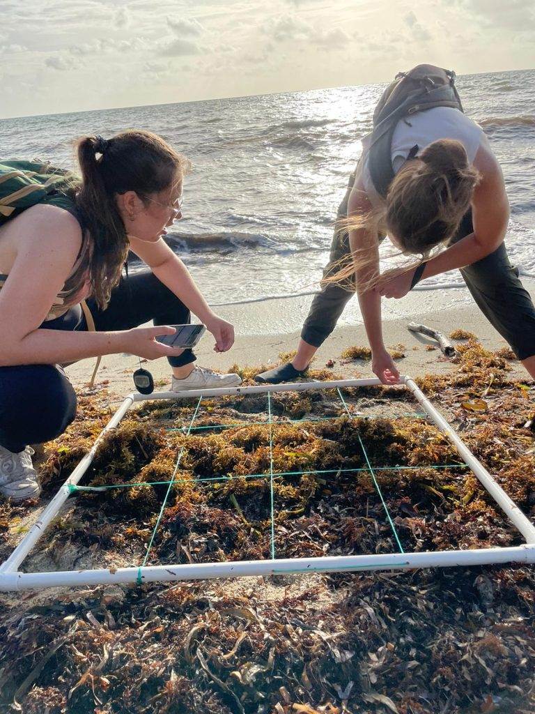 A team of students measuring beach debris on a shoreline
